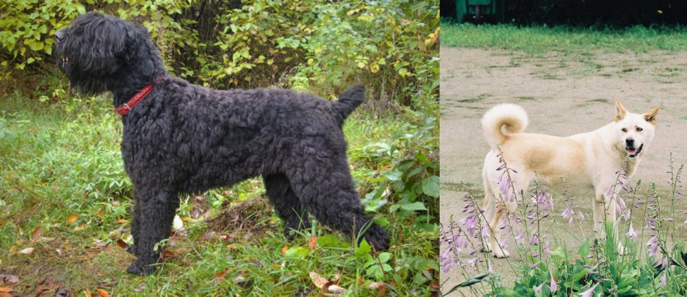 Pungsan Dog vs Black Russian Terrier - Breed Comparison