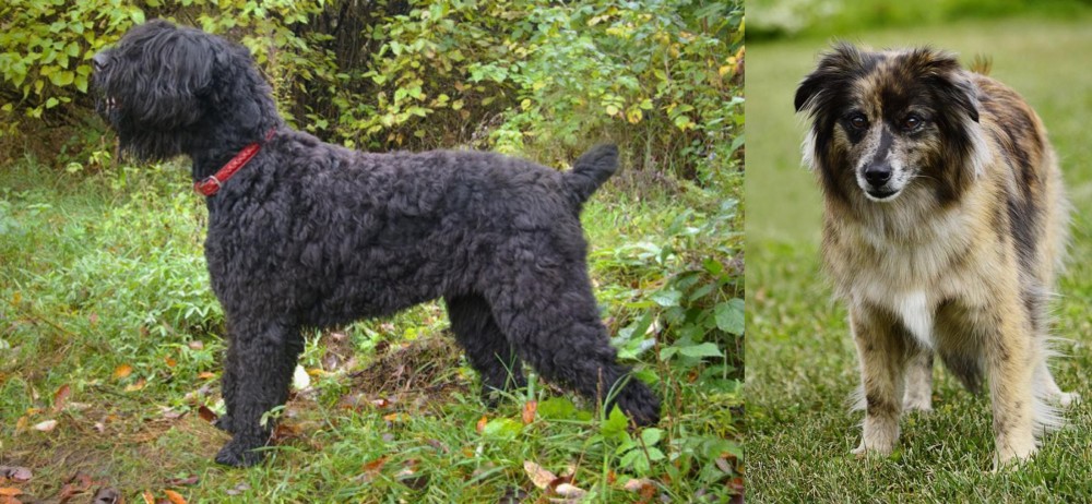 Pyrenean Shepherd vs Black Russian Terrier - Breed Comparison