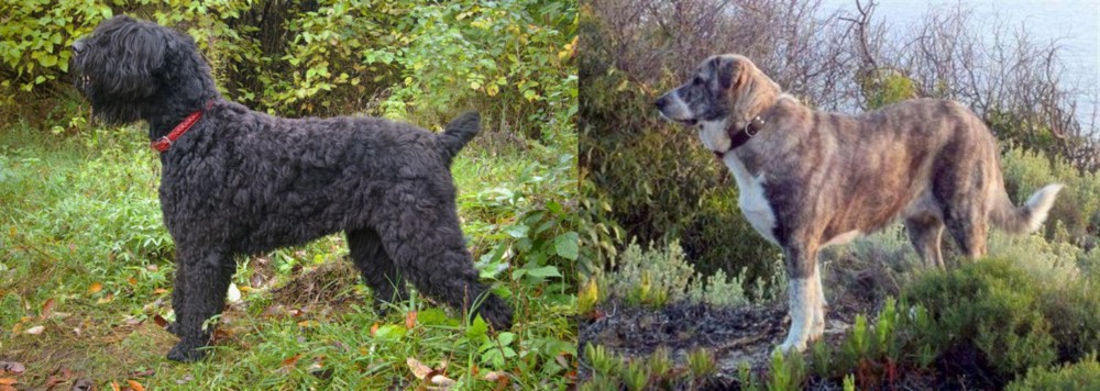 Rafeiro do Alentejo vs Black Russian Terrier - Breed Comparison