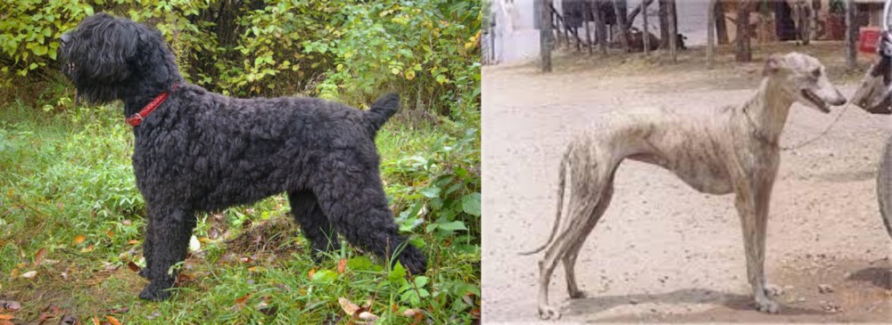 Rampur Greyhound vs Black Russian Terrier - Breed Comparison