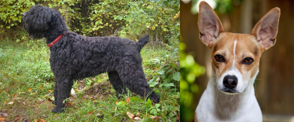 Rat Terrier vs Black Russian Terrier - Breed Comparison