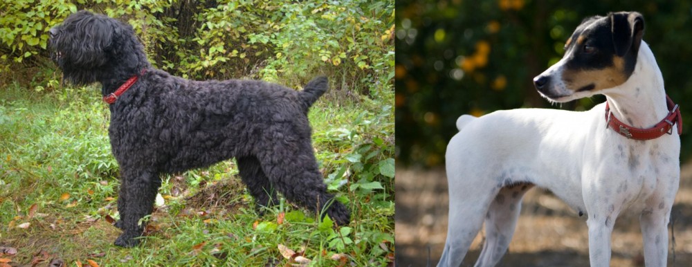 Ratonero Bodeguero Andaluz vs Black Russian Terrier - Breed Comparison