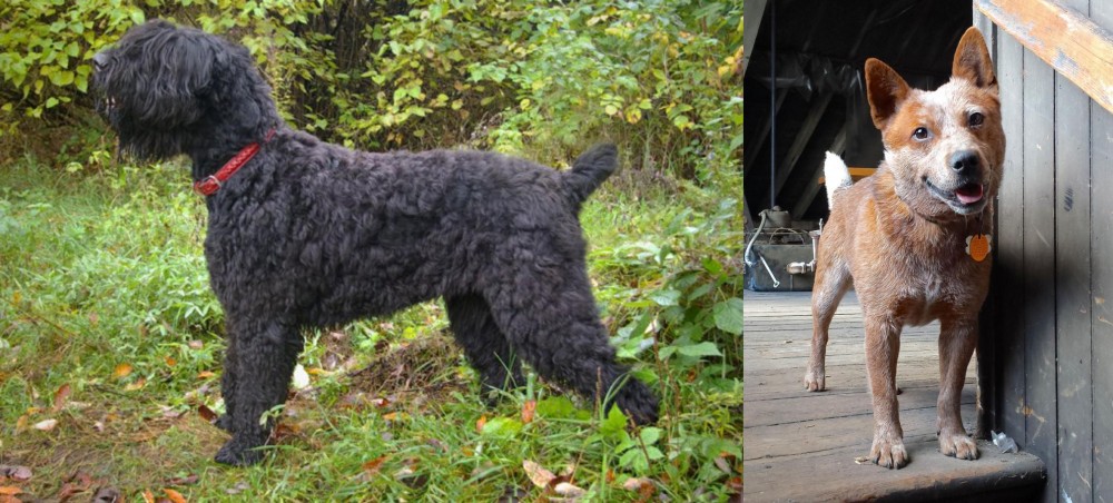 Red Heeler vs Black Russian Terrier - Breed Comparison