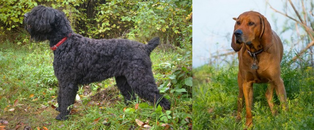 Redbone Coonhound vs Black Russian Terrier - Breed Comparison