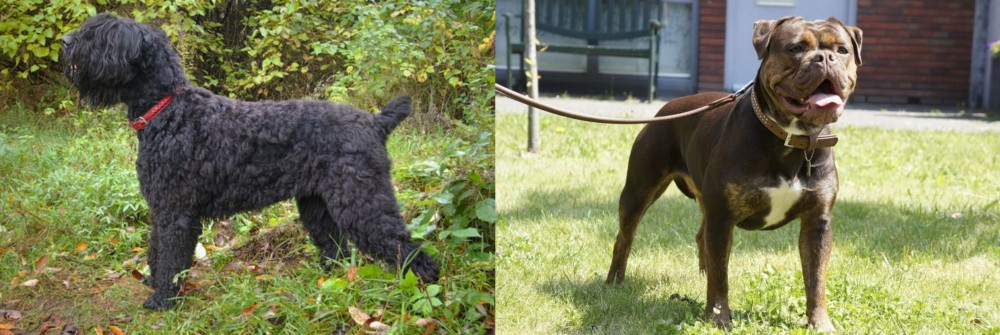 Renascence Bulldogge vs Black Russian Terrier - Breed Comparison