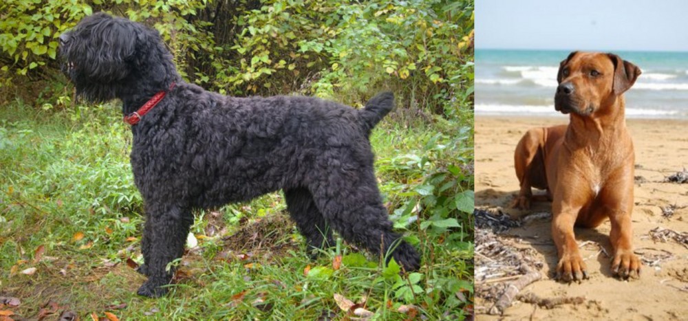 Rhodesian Ridgeback vs Black Russian Terrier - Breed Comparison