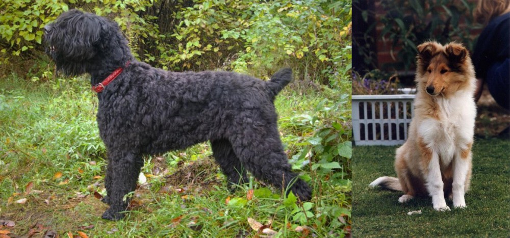 Rough Collie vs Black Russian Terrier - Breed Comparison