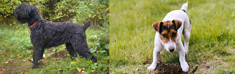 Russell Terrier vs Black Russian Terrier - Breed Comparison