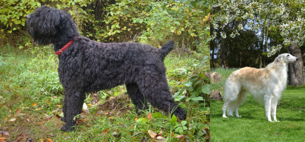 Russian Hound vs Black Russian Terrier - Breed Comparison