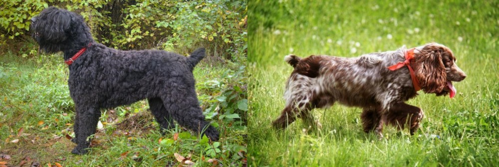 Russian Spaniel vs Black Russian Terrier - Breed Comparison
