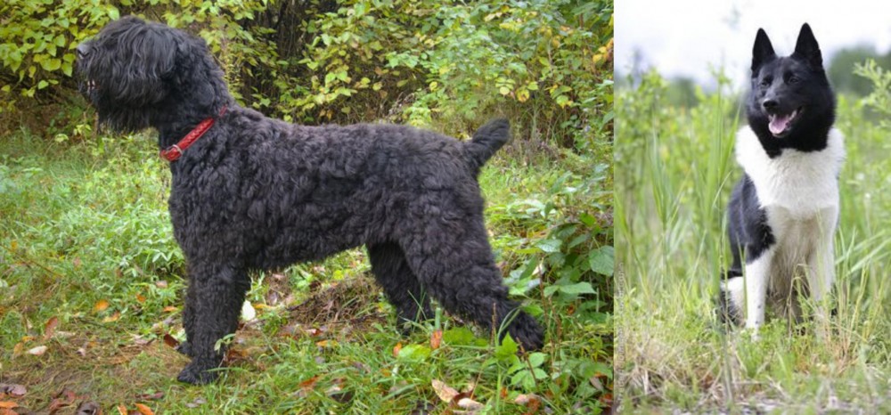 Russo-European Laika vs Black Russian Terrier - Breed Comparison
