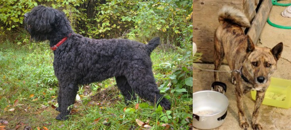 Ryukyu Inu vs Black Russian Terrier - Breed Comparison