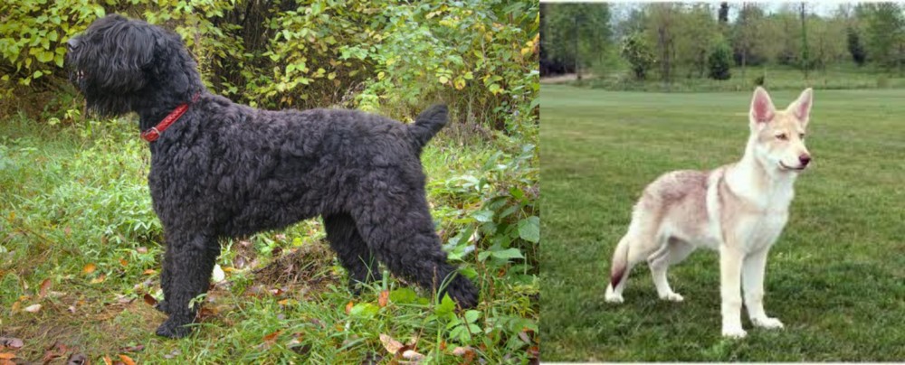 Saarlooswolfhond vs Black Russian Terrier - Breed Comparison