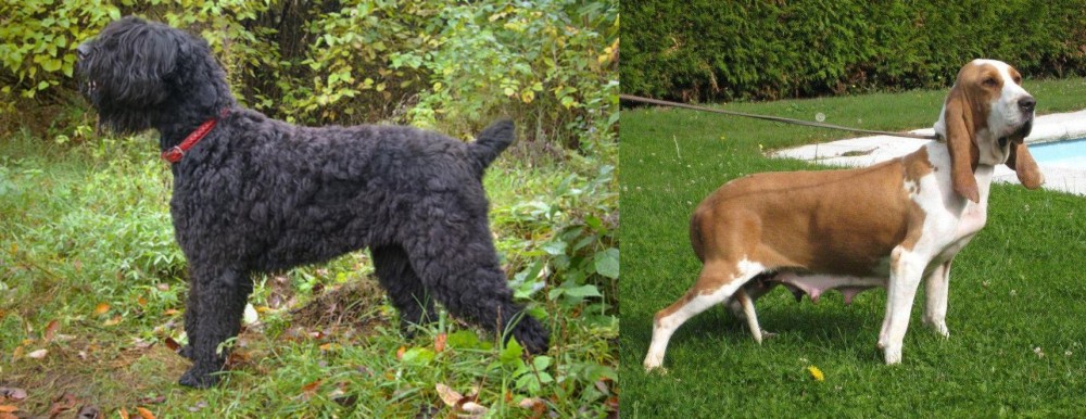 Sabueso Espanol vs Black Russian Terrier - Breed Comparison