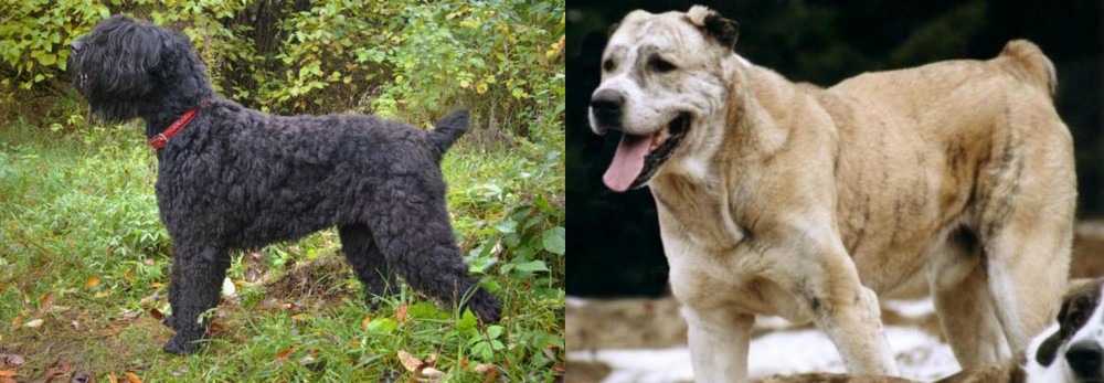 Sage Koochee vs Black Russian Terrier - Breed Comparison