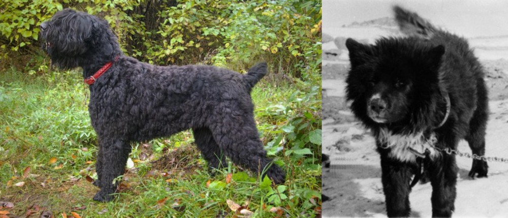 Sakhalin Husky vs Black Russian Terrier - Breed Comparison