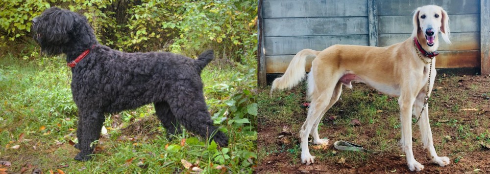 Saluki vs Black Russian Terrier - Breed Comparison