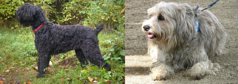 Sapsali vs Black Russian Terrier - Breed Comparison