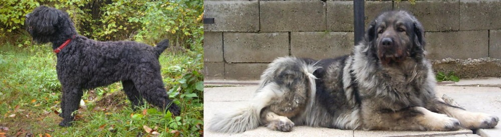 Sarplaninac vs Black Russian Terrier - Breed Comparison