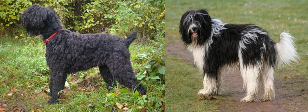 Schapendoes vs Black Russian Terrier - Breed Comparison