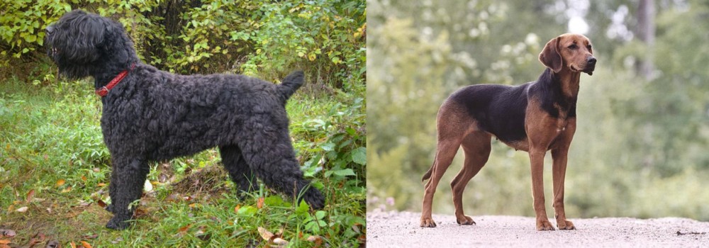 Schillerstovare vs Black Russian Terrier - Breed Comparison