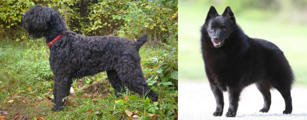 Schipperke vs Black Russian Terrier - Breed Comparison