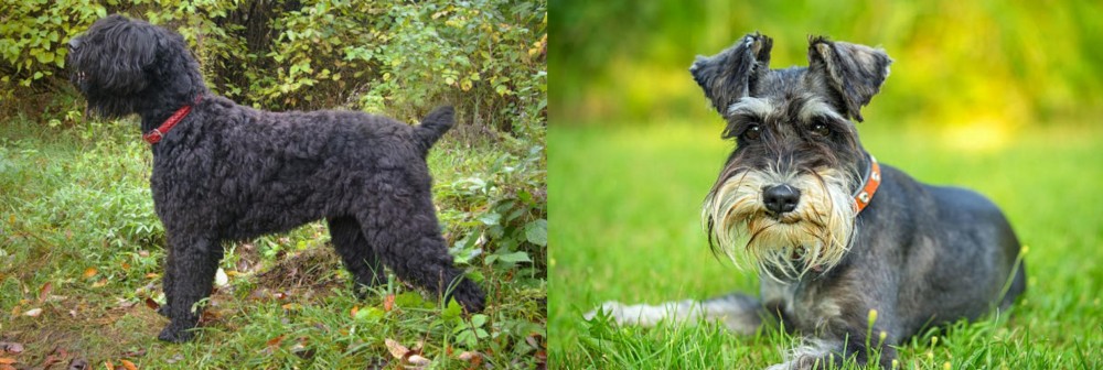 Schnauzer vs Black Russian Terrier - Breed Comparison