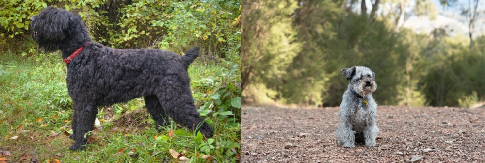 Schnoodle vs Black Russian Terrier - Breed Comparison