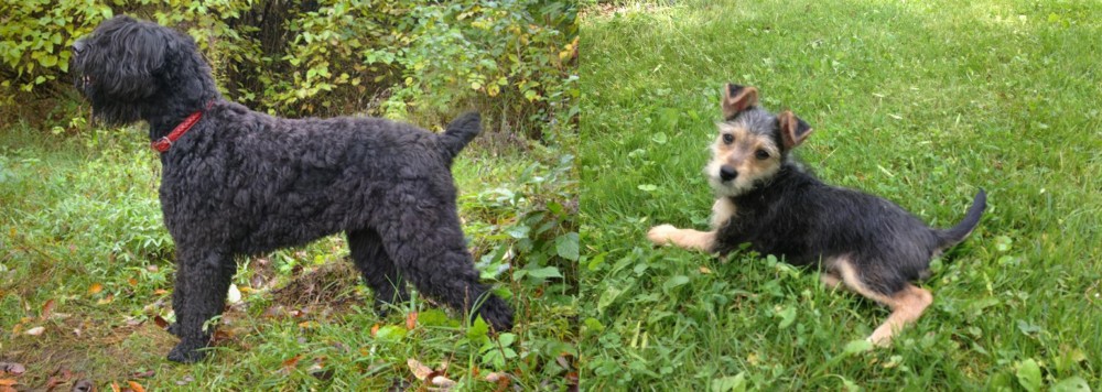 Schnorkie vs Black Russian Terrier - Breed Comparison