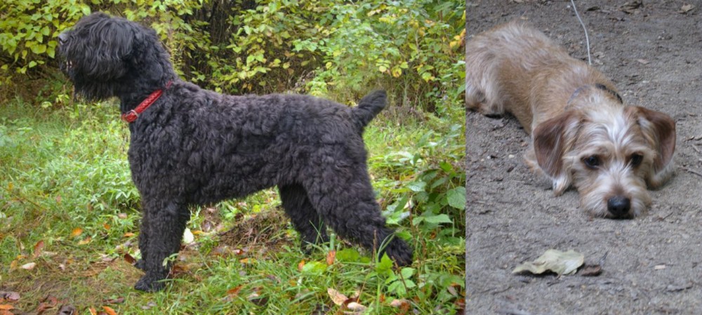 Schweenie vs Black Russian Terrier - Breed Comparison