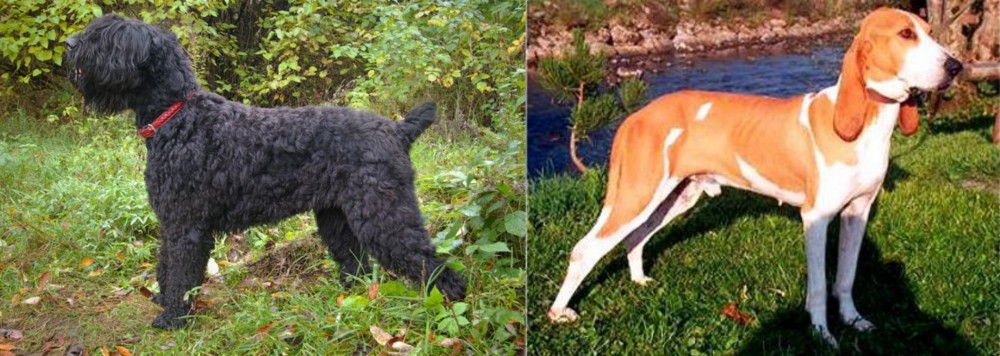 Schweizer Laufhund vs Black Russian Terrier - Breed Comparison