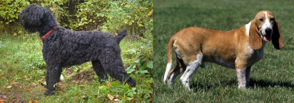 Schweizer Niederlaufhund vs Black Russian Terrier - Breed Comparison