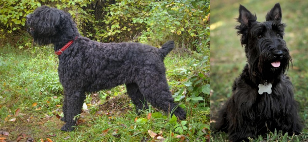 Scoland Terrier vs Black Russian Terrier - Breed Comparison
