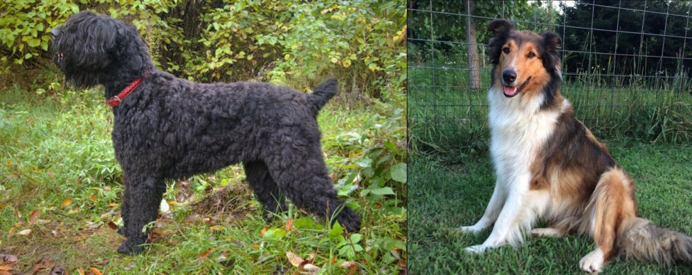 Scotch Collie vs Black Russian Terrier - Breed Comparison