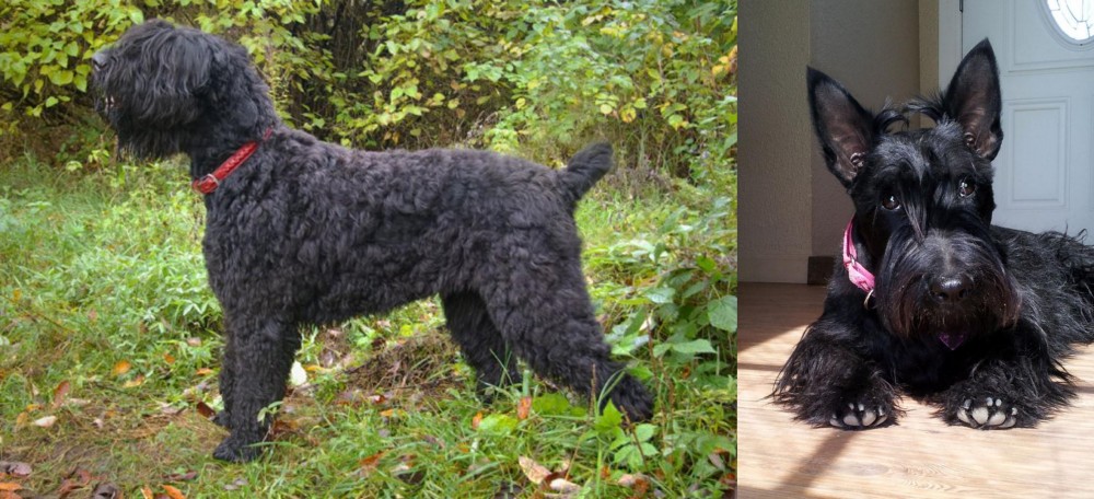 Scottish Terrier vs Black Russian Terrier - Breed Comparison