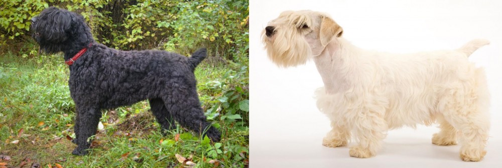 Sealyham Terrier vs Black Russian Terrier - Breed Comparison