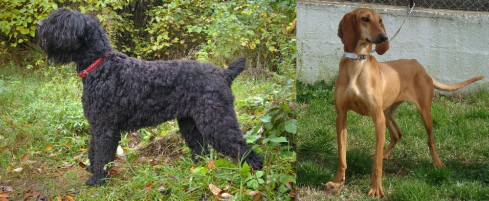 Segugio Italiano vs Black Russian Terrier - Breed Comparison