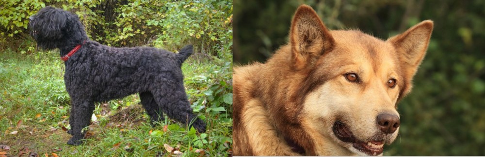 Seppala Siberian Sleddog vs Black Russian Terrier - Breed Comparison