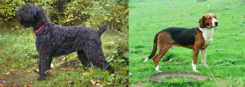 Serbian Tricolour Hound vs Black Russian Terrier - Breed Comparison