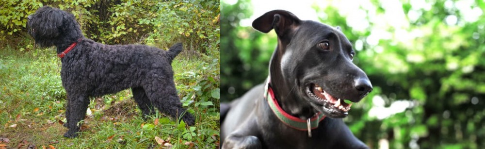 Shepard Labrador vs Black Russian Terrier - Breed Comparison