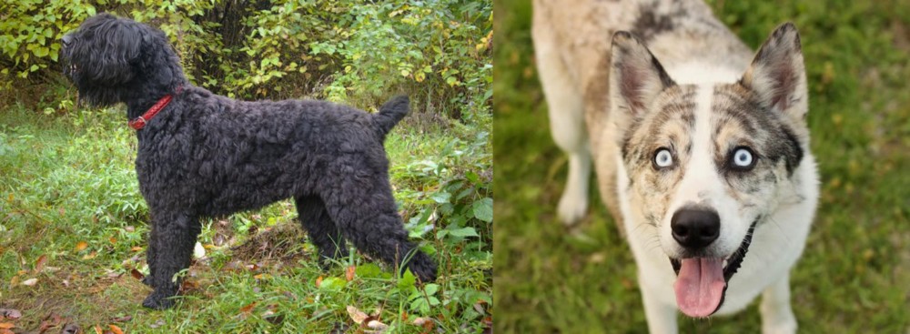 Shepherd Husky vs Black Russian Terrier - Breed Comparison