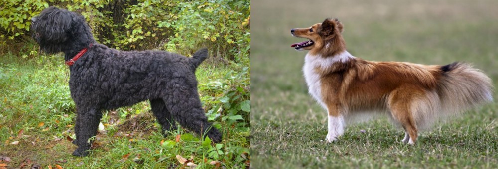 Shetland Sheepdog vs Black Russian Terrier - Breed Comparison