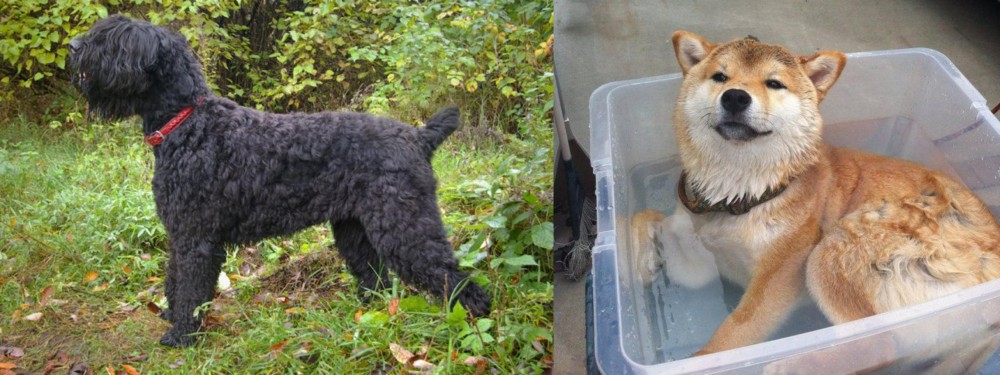 Shiba Inu vs Black Russian Terrier - Breed Comparison