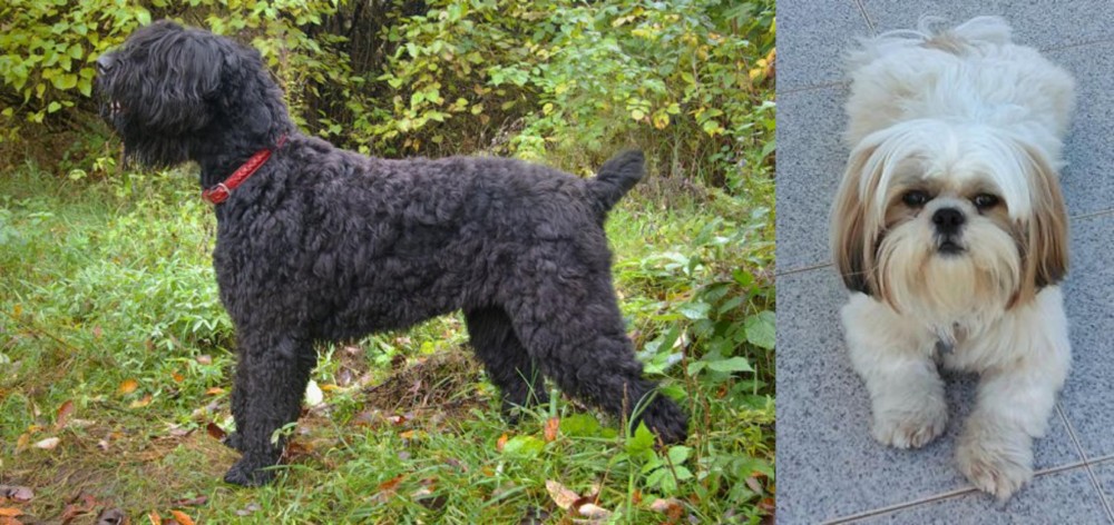Shih Tzu vs Black Russian Terrier - Breed Comparison