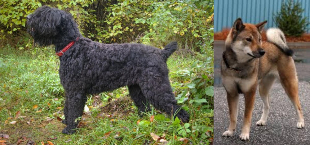 Shikoku vs Black Russian Terrier - Breed Comparison