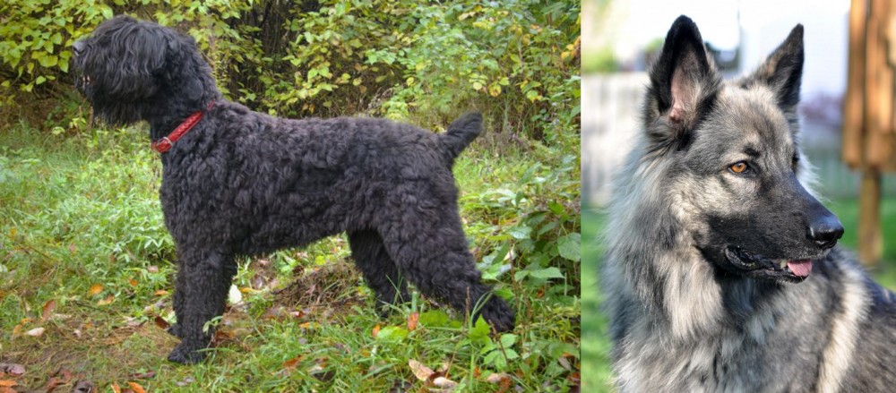 Shiloh Shepherd vs Black Russian Terrier - Breed Comparison