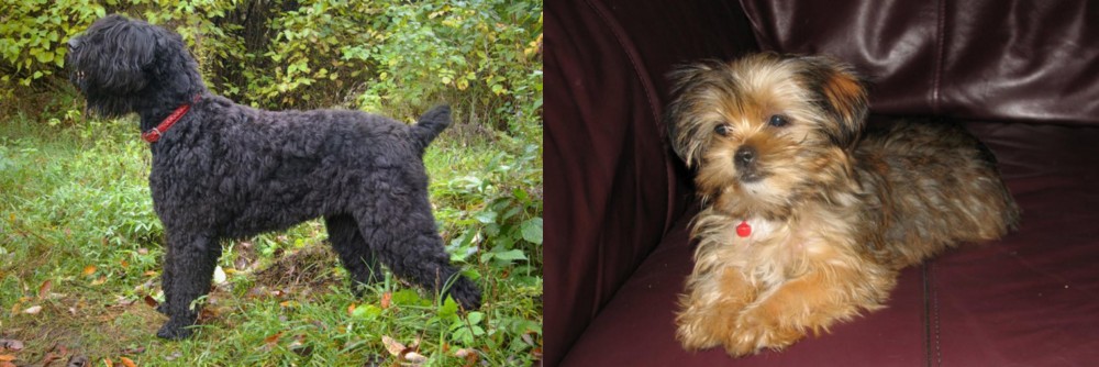 Shorkie vs Black Russian Terrier - Breed Comparison