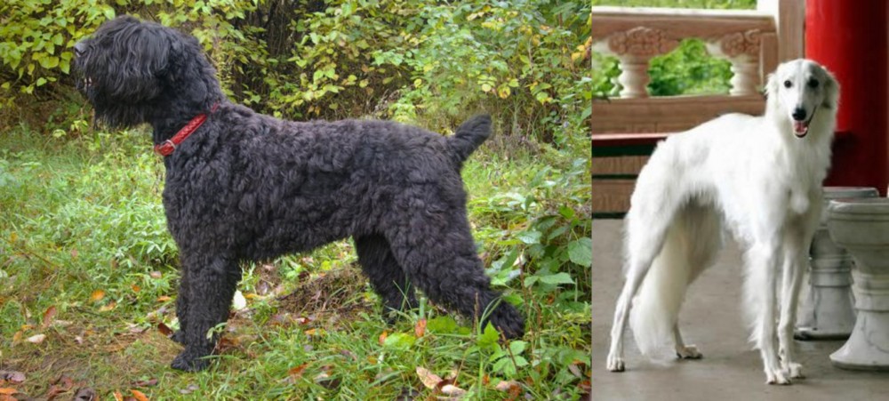 Silken Windhound vs Black Russian Terrier - Breed Comparison