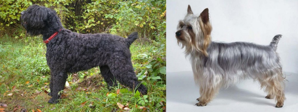 Silky Terrier vs Black Russian Terrier - Breed Comparison