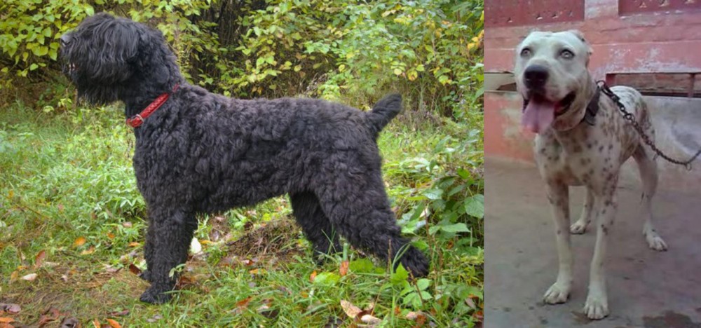 Sindh Mastiff vs Black Russian Terrier - Breed Comparison